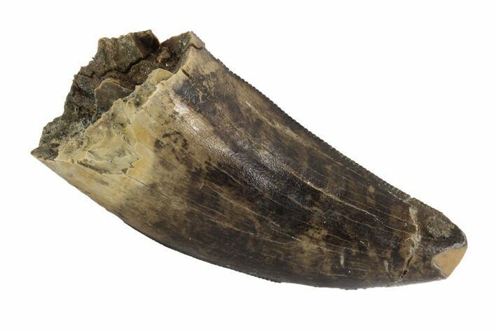 Serrated, Tyrannosaur Tooth - Feeding Worn Tip #95552